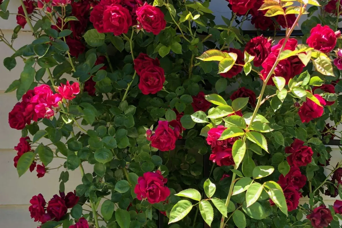 This image showcases vibrant red roses in lush green surroundings, with the sunset visible through the blooms. The atmosphere is serene and romantic, evoking the feeling of a tranquil garden at dusk, perfect for moments of togetherness.